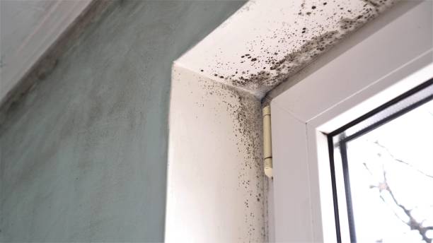 Best Mold Remediation Services  in Kaser, NY