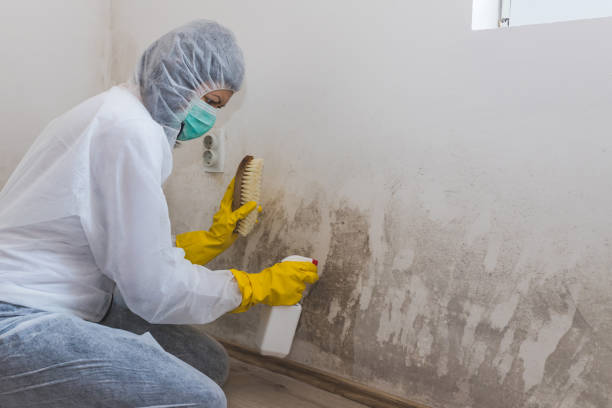 Best Mold Remediation  in Kaser, NY