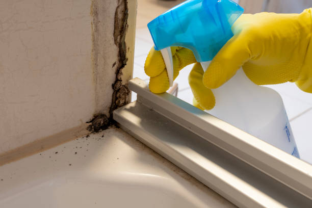 Best Mold Damage Repair  in Kaser, NY