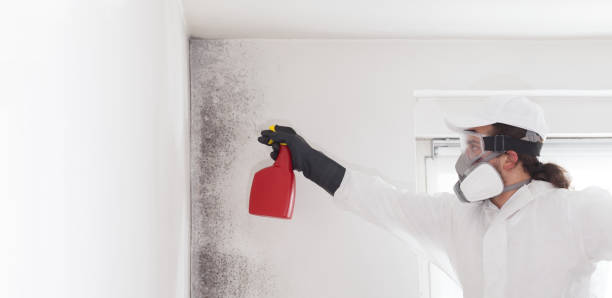 Best Local Mold Removal Service  in Kaser, NY