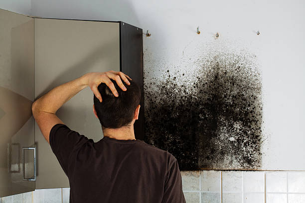 Best Toxic Mold Removal  in Kaser, NY